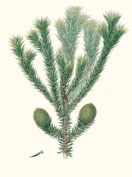 Arucaria Brasiliana - Brazil pine  by Aylmer Bourke Lambert - Hand-Painted Oil Painting Reproduction