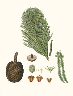 Arucaria excelsa - Norfolk Island pine by Aylmer Bourke Lambert Oil Painting