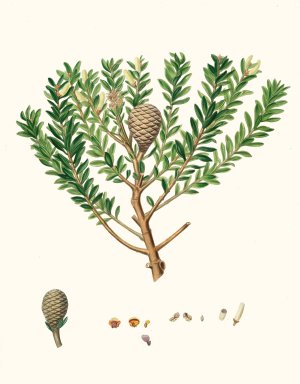Dammara Australis - New Zealand pitch tree, or Cowrie by Aylmer Bourke Lambert Oil Painting