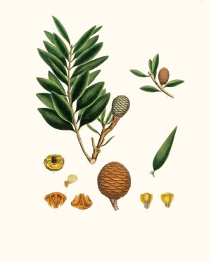 Dammara orientalis - Amboyna pitch tree by Aylmer Bourke Lambert Oil Painting