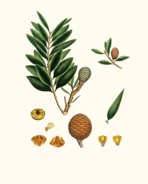 Dammara orientalis - Amboyna pitch tree by Aylmer Bourke Lambert Oil Painting