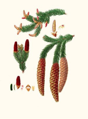 Pinus abies - Norway spruce fir by Aylmer Bourke Lambert Oil Painting