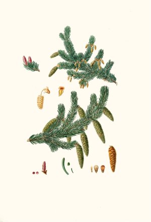 Pinus alba - Whit spruce fir by Aylmer Bourke Lambert Oil Painting