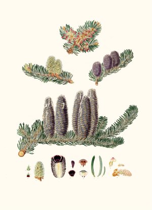 Pinus Balsamea - Balm of Gilead fir by Aylmer Bourke Lambert Oil Painting