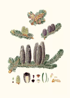 Pinus Balsamea - Balm of Gilead fir by Aylmer Bourke Lambert Oil Painting