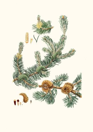 Pinus banksiana - Labrador pine by Aylmer Bourke Lambert Oil Painting