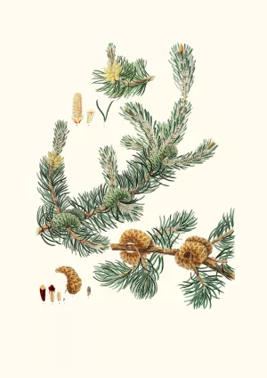 Pinus banksiana - Labrador pine Oil painting by Aylmer Bourke Lambert