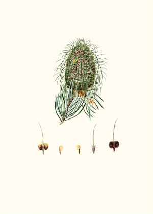 Pinus bracteata - Leaf-bracted fir by Aylmer Bourke Lambert Oil Painting