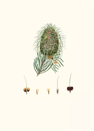 Pinus bracteata - Leaf-bracted fir by Aylmer Bourke Lambert Oil Painting
