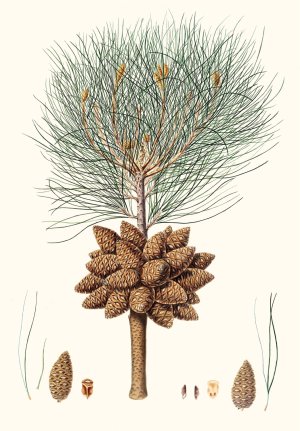 Pinus brutia - Calabrian pine by Aylmer Bourke Lambert Oil Painting