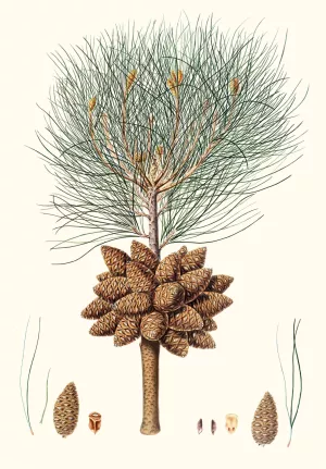 Pinus brutia - Calabrian pine Oil painting by Aylmer Bourke Lambert