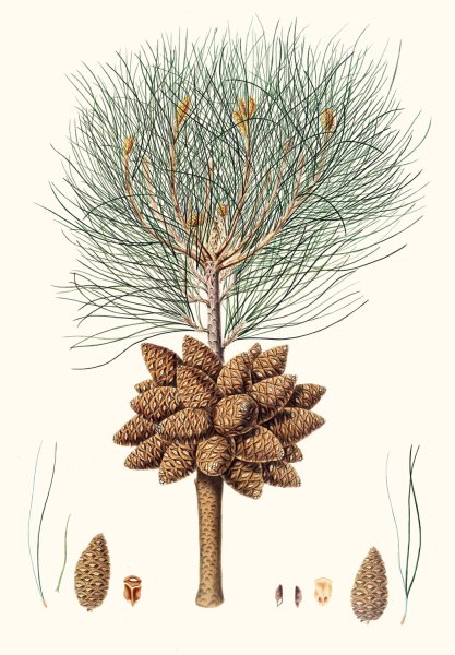 Pinus brutia - Calabrian pine by Aylmer Bourke Lambert - Hand-Painted Oil Painting Reproduction