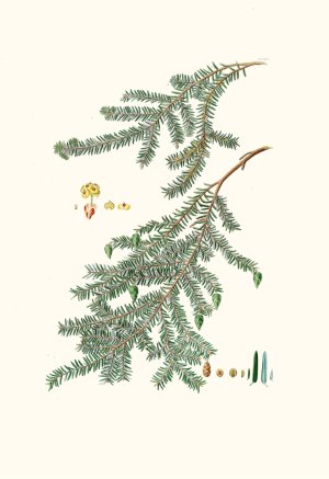 Pinus canadensis - Canada pine by Aylmer Bourke Lambert Oil Painting