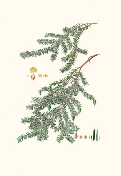 Pinus canadensis - Canada pine  by Aylmer Bourke Lambert - Hand-Painted Oil Painting Reproduction