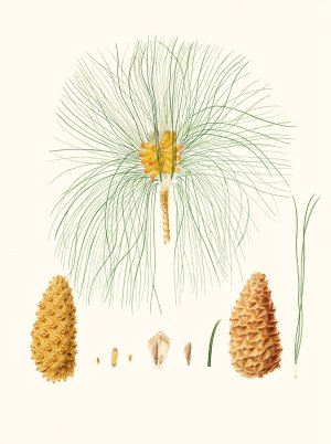 Pinus canariensis - Canary pine by Aylmer Bourke Lambert Oil Painting