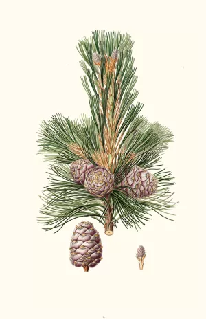 Pinus cembra - Siberian stone pine by Aylmer Bourke Lambert Oil Painting