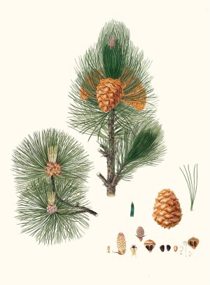 Pinus cembra - Siberian stone pine by Aylmer Bourke Lambert Oil Painting