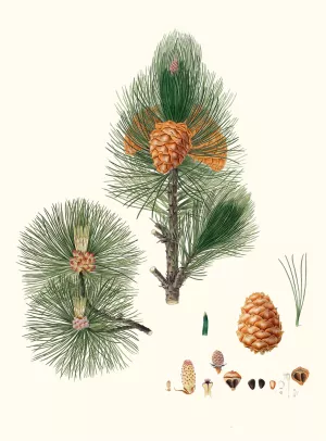 Pinus cembra - Siberian stone pine by Aylmer Bourke Lambert Oil Painting