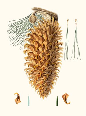 Pinus coulteri - Great-hooked pine. (Big-cone pine) by Aylmer Bourke Lambert Oil Painting
