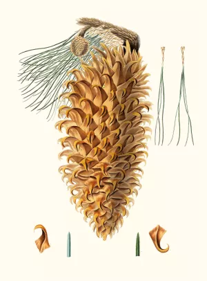 Pinus coulteri - Great-hooked pine. (Big-cone pine) by Aylmer Bourke Lambert Oil Painting
