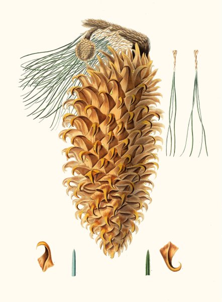 Pinus coulteri - Great-hooked pine. (Big-cone pine) by Aylmer Bourke Lambert - Hand-Painted Oil Painting Reproduction