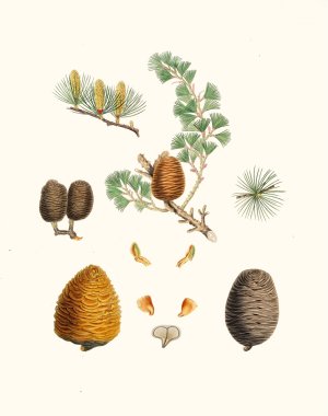 Pinus deodara - Indian cedar by Aylmer Bourke Lambert Oil Painting