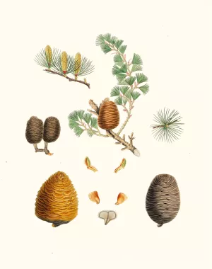 Pinus deodara - Indian cedar by Aylmer Bourke Lambert Oil Painting