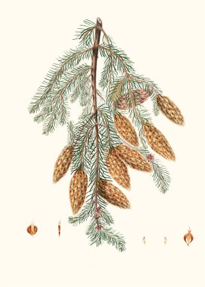Pinus Douglasii - Trident-bracted fir by Aylmer Bourke Lambert Oil Painting