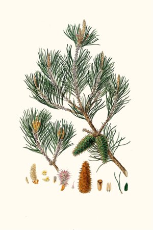 Pinus inops - Jersey pine by Aylmer Bourke Lambert Oil Painting