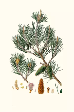 Pinus inops - Jersey pine by Aylmer Bourke Lambert Oil Painting