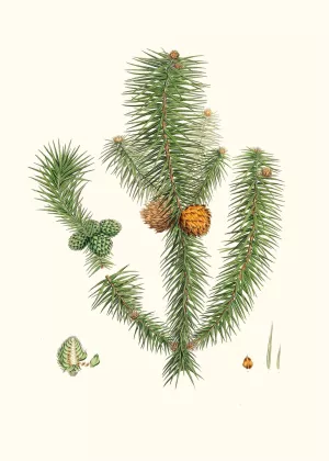 Pinus lanccolata - Broad-leaved fir by Aylmer Bourke Lambert Oil Painting