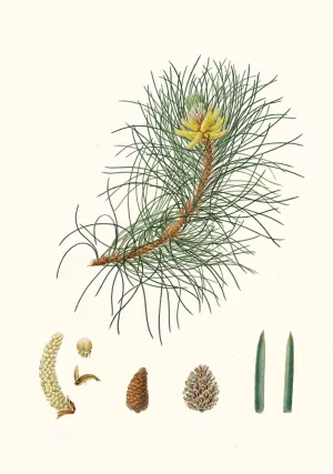 Pinus laricio - Corsican pine by Aylmer Bourke Lambert Oil Painting