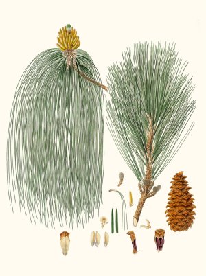 Pinus longifolia - Long-leaved Indian pine by Aylmer Bourke Lambert Oil Painting