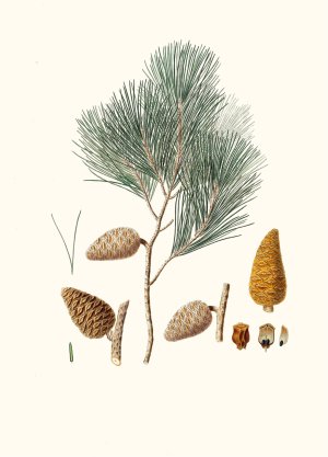 Pinus maritima - Maritime pine by Aylmer Bourke Lambert Oil Painting