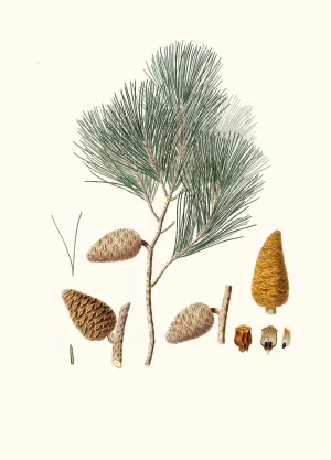 Pinus maritima - Maritime pine by Aylmer Bourke Lambert Oil Painting
