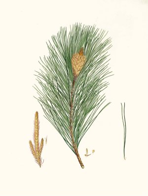 Pinus massoniana - Indian pine by Aylmer Bourke Lambert Oil Painting