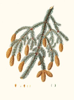 Pinus Menziesii - Warted-branched fir by Aylmer Bourke Lambert Oil Painting