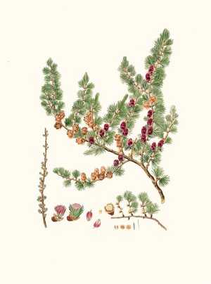 Pinus microcarpa - Red larch by Aylmer Bourke Lambert Oil Painting
