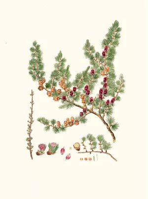 Pinus microcarpa - Red larch Oil painting by Aylmer Bourke Lambert