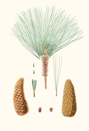 Pinus montezumae - Rough-branched Mexican pine by Aylmer Bourke Lambert Oil Painting
