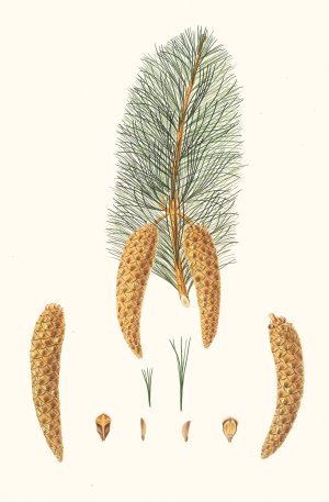 Pinus monticola - Short-leaved Weymouth pine. (Western white pine) by Aylmer Bourke Lambert Oil Painting
