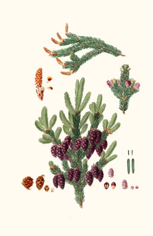Pinus nigra - Black spruce pine by Aylmer Bourke Lambert Oil Painting