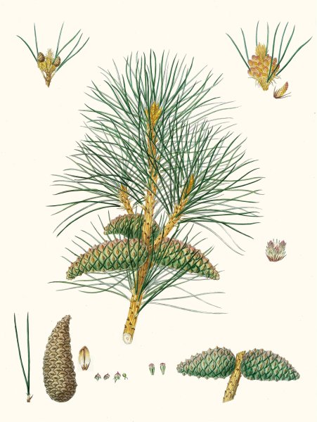 Pinus pallasiana - Tartarian pine by Aylmer Bourke Lambert - Hand-Painted Oil Painting Reproduction