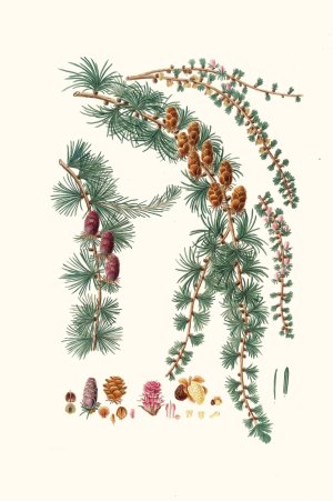 Pinus pendula - Black larch by Aylmer Bourke Lambert Oil Painting