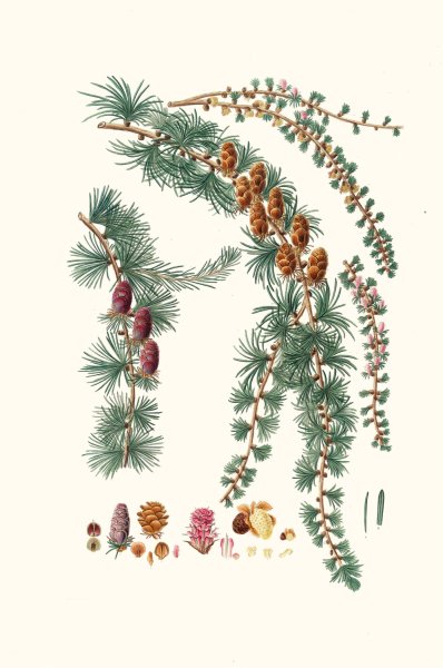 Pinus pendula - Black larch  by Aylmer Bourke Lambert - Hand-Painted Oil Painting Reproduction