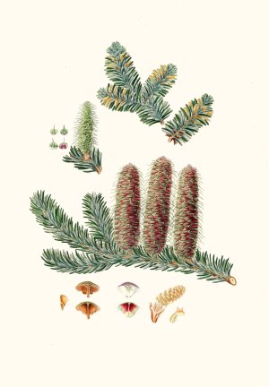 Pinus picea - Silver fir by Aylmer Bourke Lambert Oil Painting