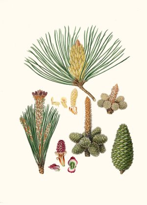 Pinus pinaster - The pinaster, or Cluster pine by Aylmer Bourke Lambert Oil Painting