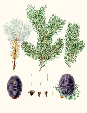 Pinus pindrow - Tooth-leaved fir by Aylmer Bourke Lambert Oil Painting