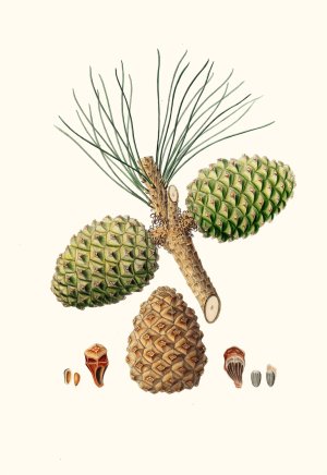Pinus pinea - The stone pine by Aylmer Bourke Lambert Oil Painting