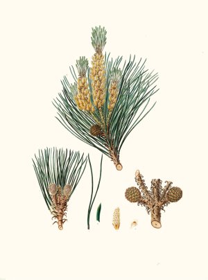 Pinus pinea - The stone pine by Aylmer Bourke Lambert Oil Painting
